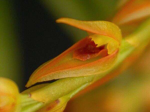 Image of Acianthera glumacea (Lindl.) Pridgeon & M. W. Chase