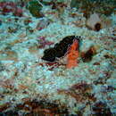 Image of Yellow papillae flatworm