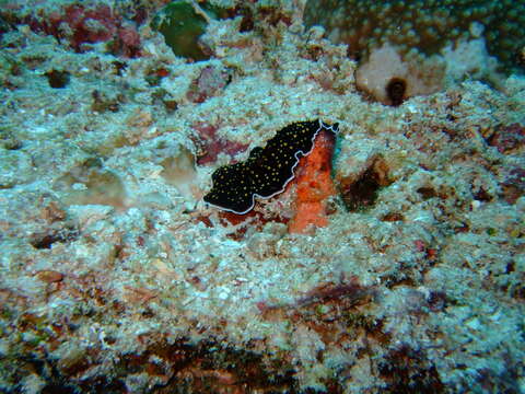 Image of Yellow papillae flatworm