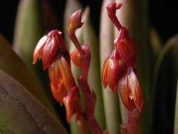 Image of Acianthera johannensis (Barb. Rodr.) Pridgeon & M. W. Chase