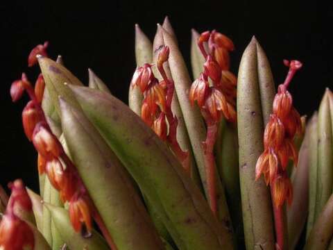 Image of Acianthera johannensis (Barb. Rodr.) Pridgeon & M. W. Chase