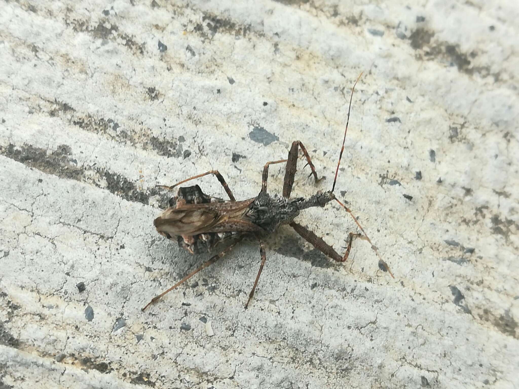 Image of Assassin bug