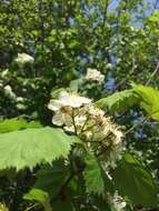 Crataegus coccinioides Ashe resmi