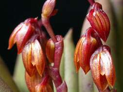 Image of Acianthera johannensis (Barb. Rodr.) Pridgeon & M. W. Chase