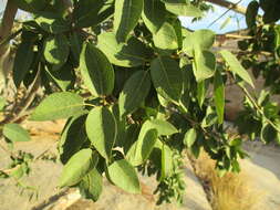 Imagem de Ficus cordata subsp. cordata