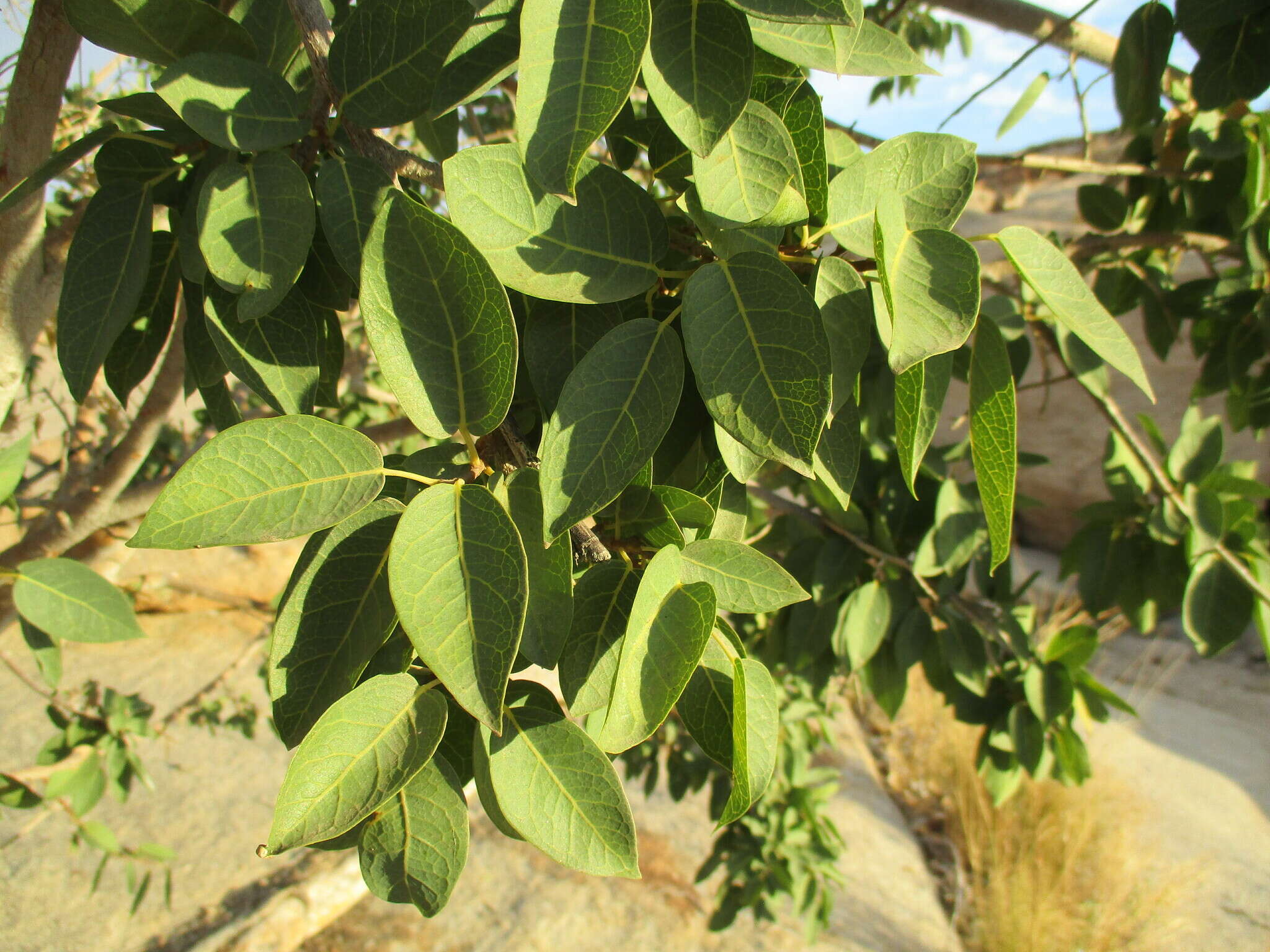 Image of Ficus cordata subsp. cordata