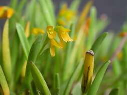 Image of Acianthera sonderiana (Rchb. fil.) Pridgeon & M. W. Chase