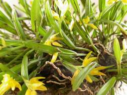 Image of Acianthera sonderiana (Rchb. fil.) Pridgeon & M. W. Chase