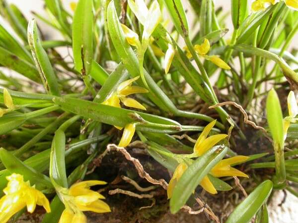 Image of Acianthera sonderiana (Rchb. fil.) Pridgeon & M. W. Chase