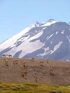 Image of Guanaco