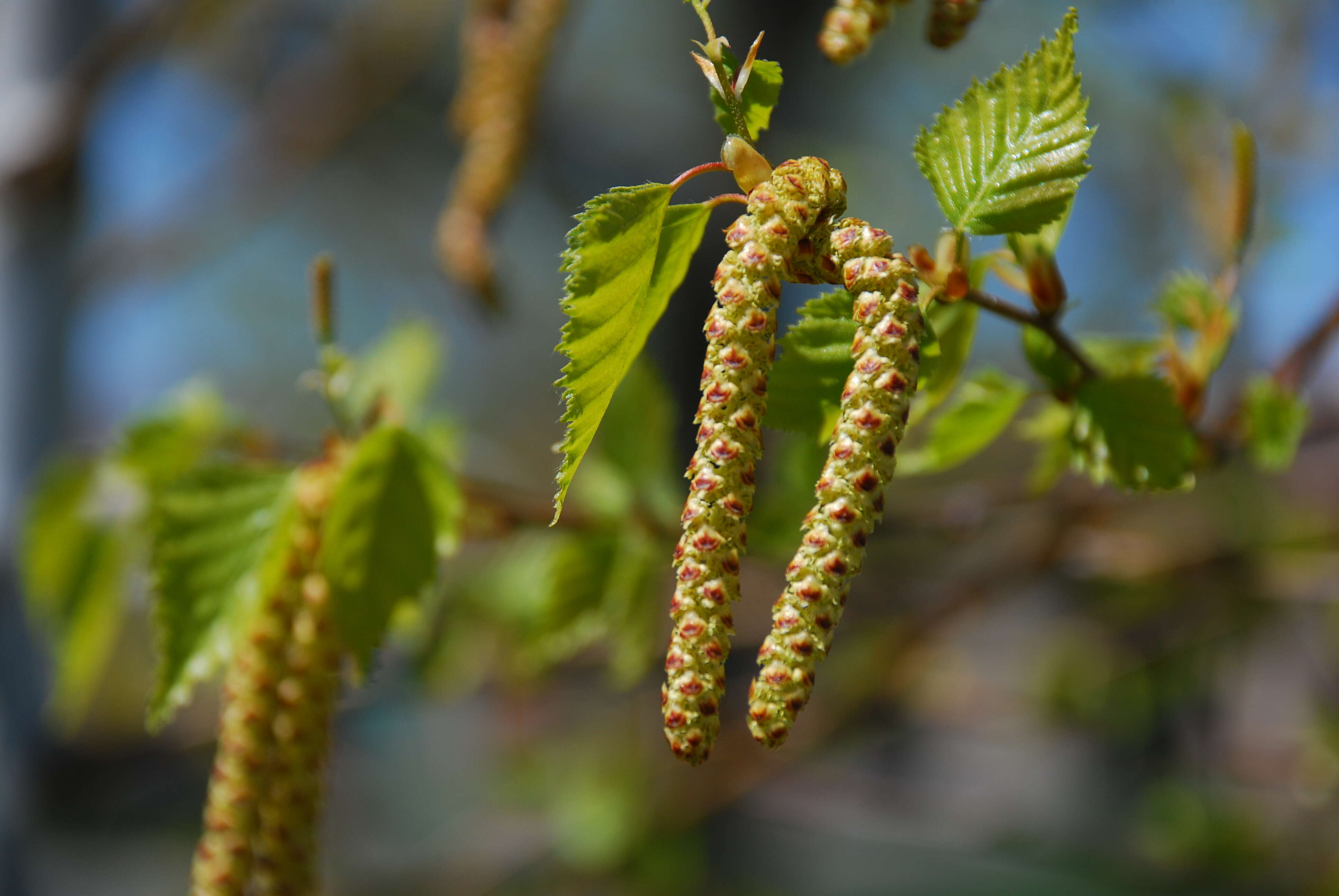 Image of Common Birch