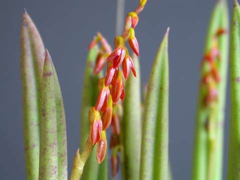 Image of Acianthera teres (Lindl.) Borba