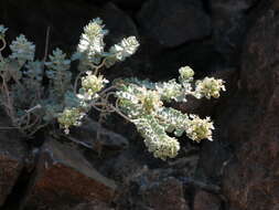 Image of Teucrium stocksianum Boiss.