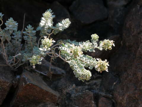 Image of Teucrium stocksianum Boiss.