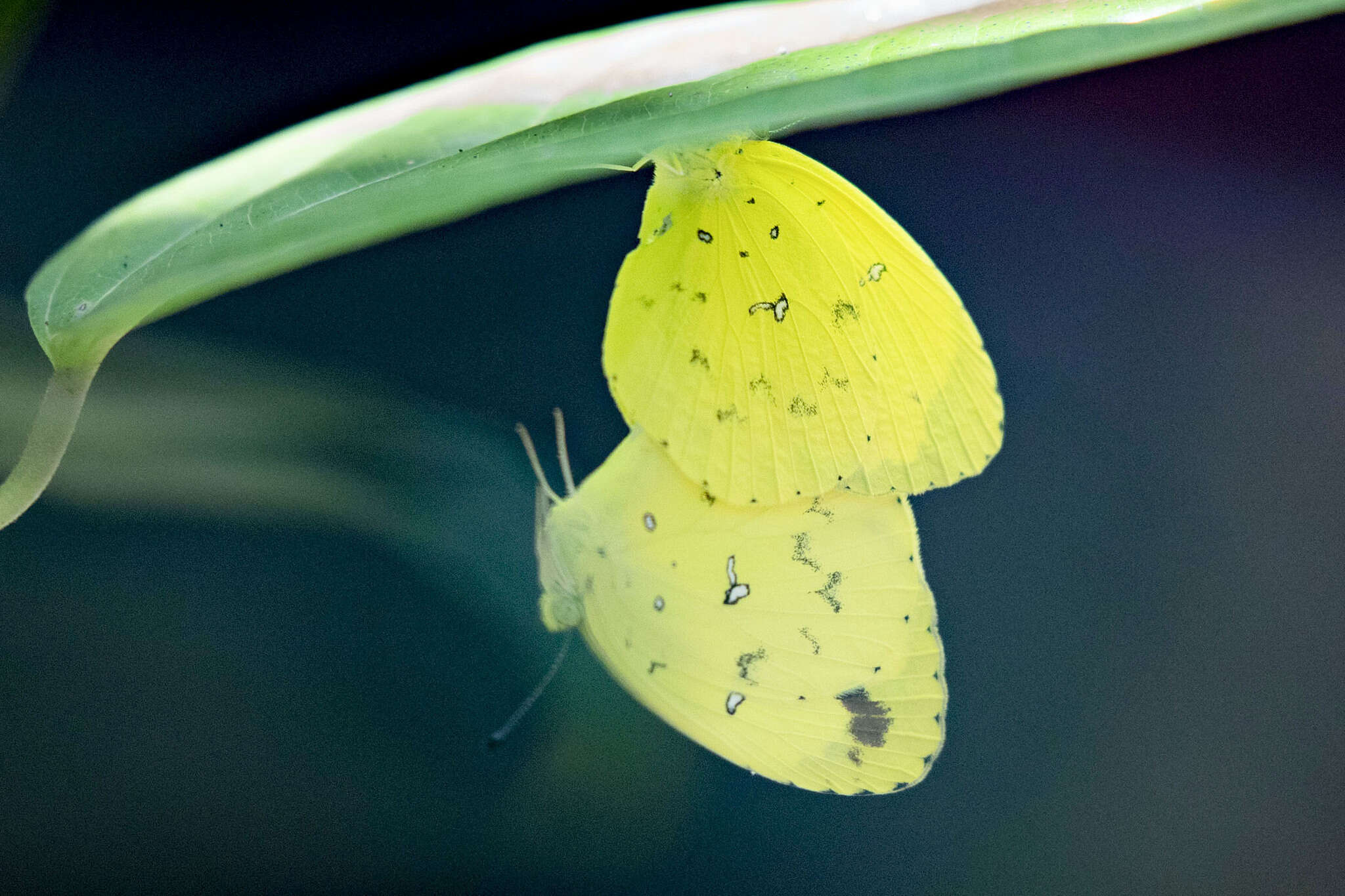 Image of <i>Eurema <i>floricola</i></i> floricola