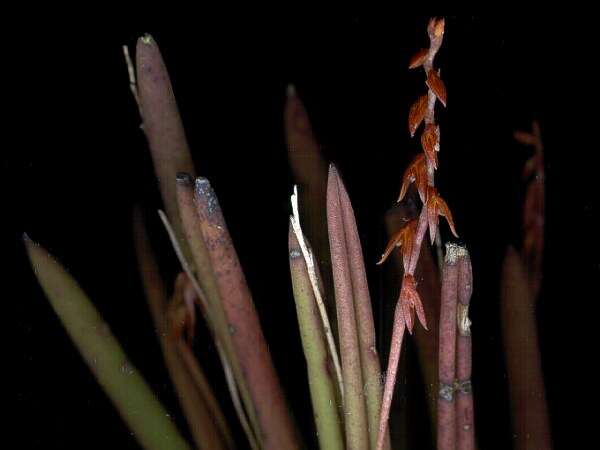 Image of Acianthera teres (Lindl.) Borba