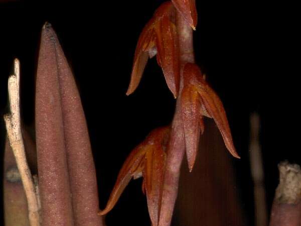 Image of Acianthera teres (Lindl.) Borba