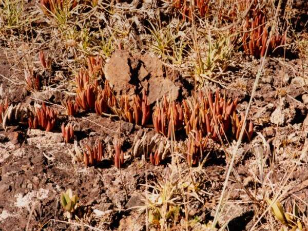 Image of Acianthera teres (Lindl.) Borba