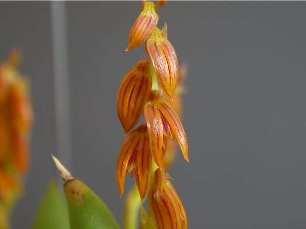 Image of Acianthera teres (Lindl.) Borba