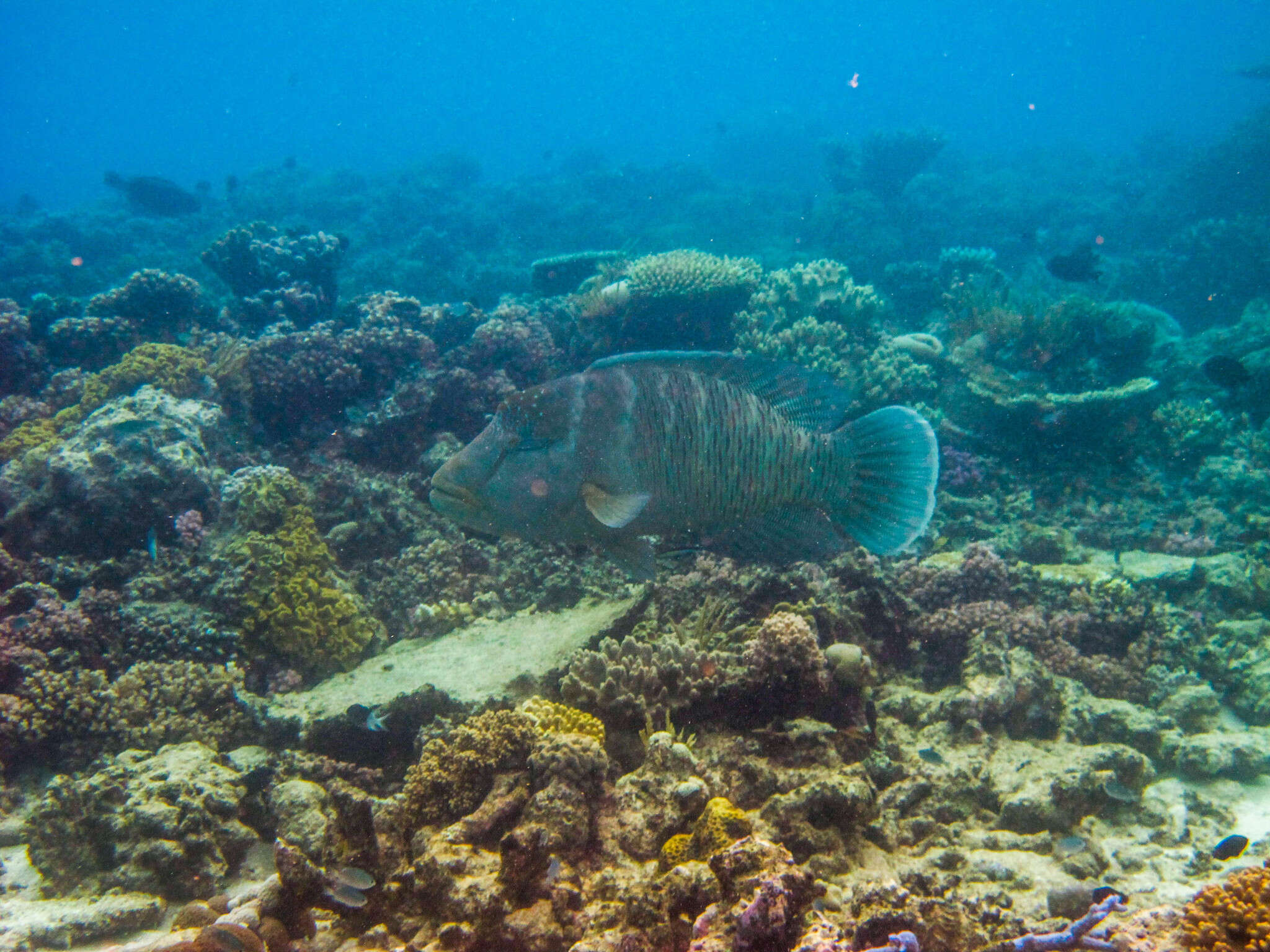 Image of Giant Wrasse