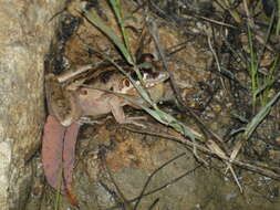 Imagem de Litoria freycineti Tschudi 1838