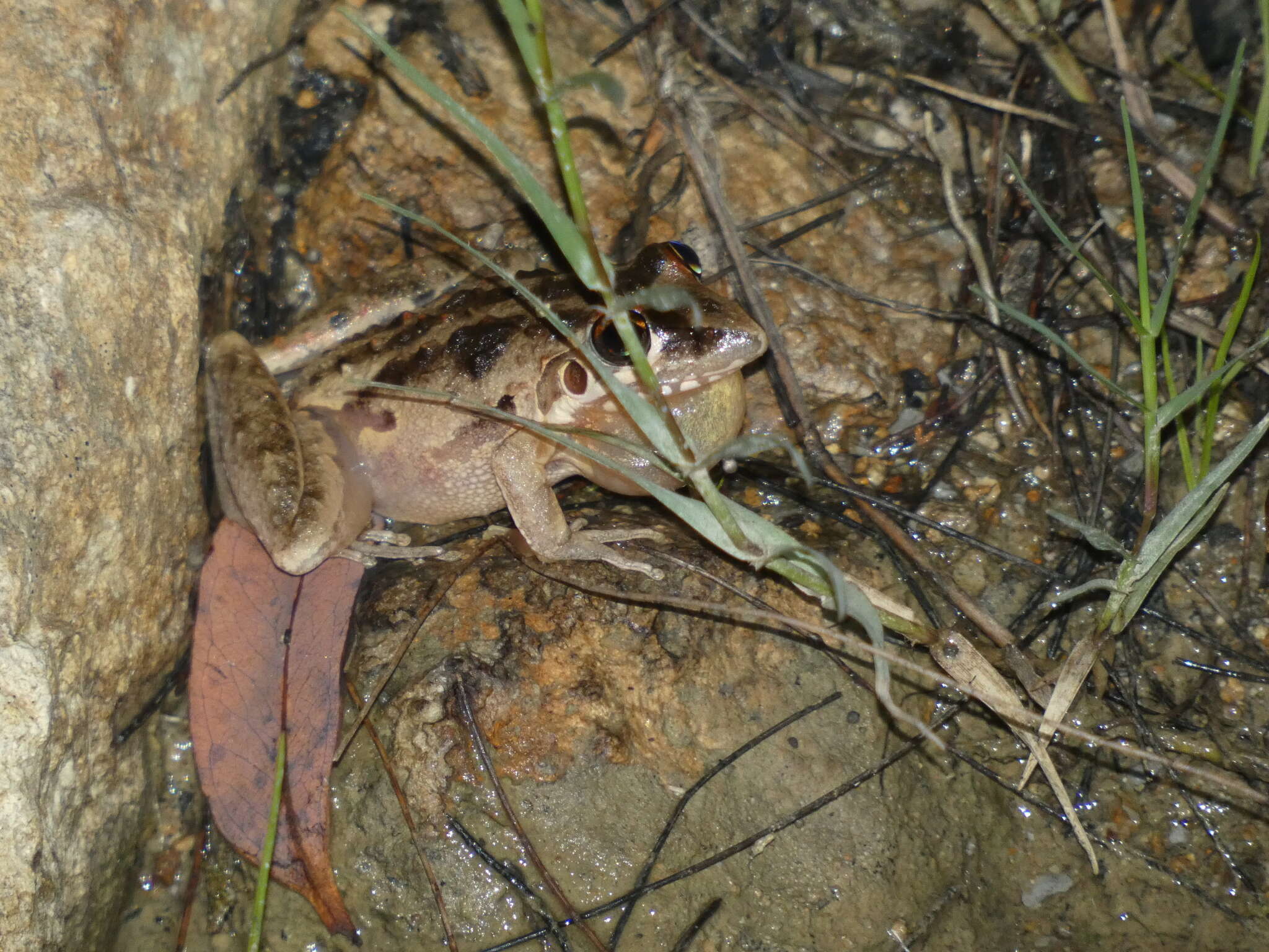 Litoria freycineti Tschudi 1838的圖片