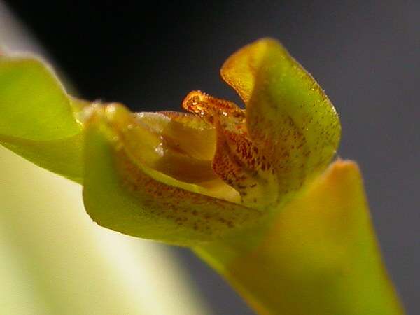 Image de Acianthera tricarinata (Poepp. & Endl.) Pridgeon & M. W. Chase