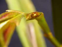 Image of Acianthera tricarinata (Poepp. & Endl.) Pridgeon & M. W. Chase