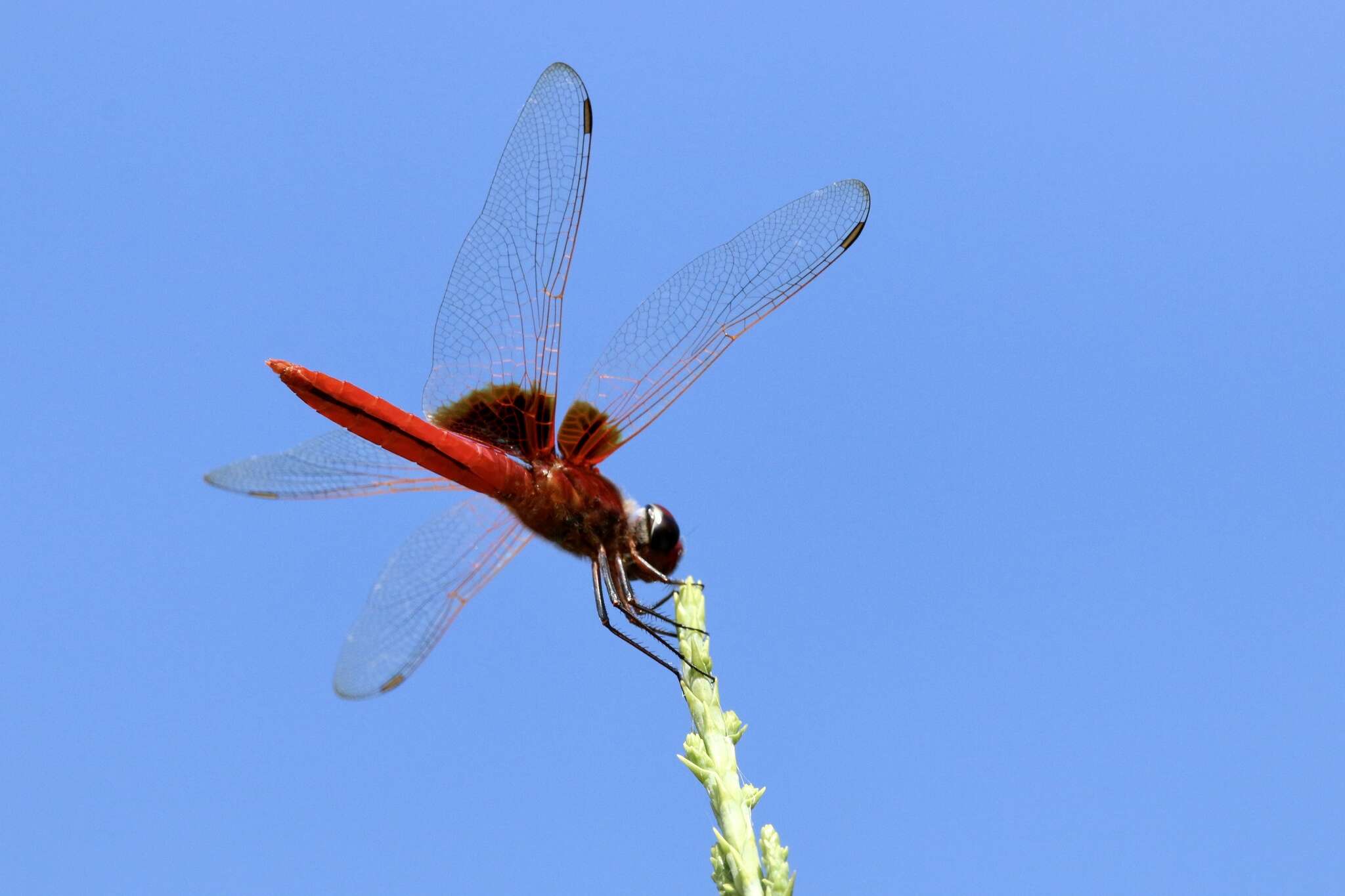 <i>Urothemis signata yiei</i> Asahina 1972 resmi