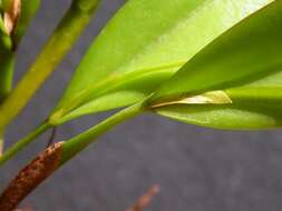 Image of Acianthera tricarinata (Poepp. & Endl.) Pridgeon & M. W. Chase