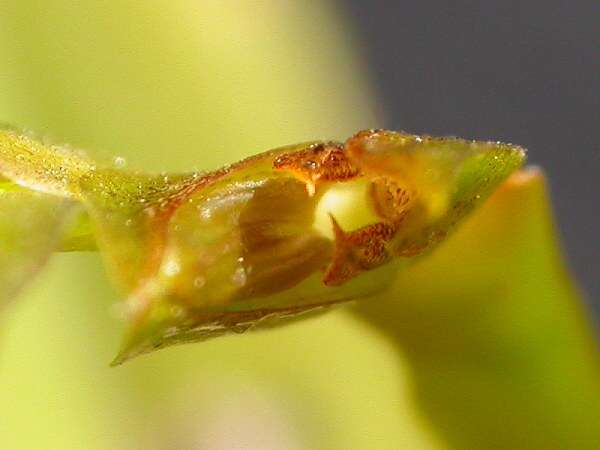 Image de Acianthera tricarinata (Poepp. & Endl.) Pridgeon & M. W. Chase