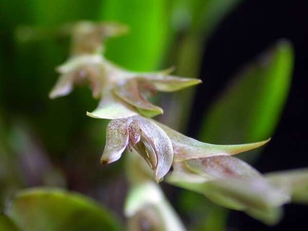 Image de Acianthera tricarinata (Poepp. & Endl.) Pridgeon & M. W. Chase