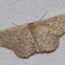 Image of Idaea philocosma Meyrick 1888