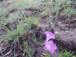 Plancia ëd Ipomoea capillacea (Kunth) G. Don