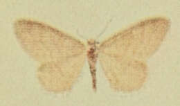 صورة Idaea dilutaria Hübner 1798