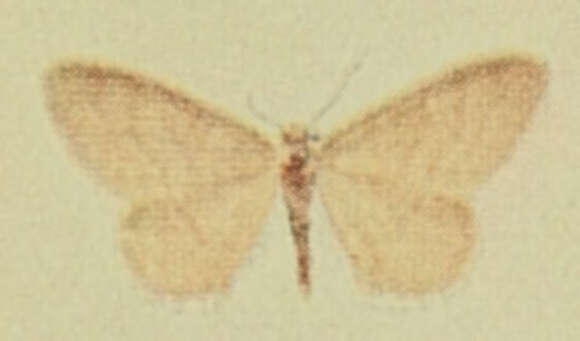 صورة Idaea dilutaria Hübner 1798