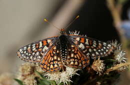 <i>Euphydryas chalcedona corralensis</i>的圖片