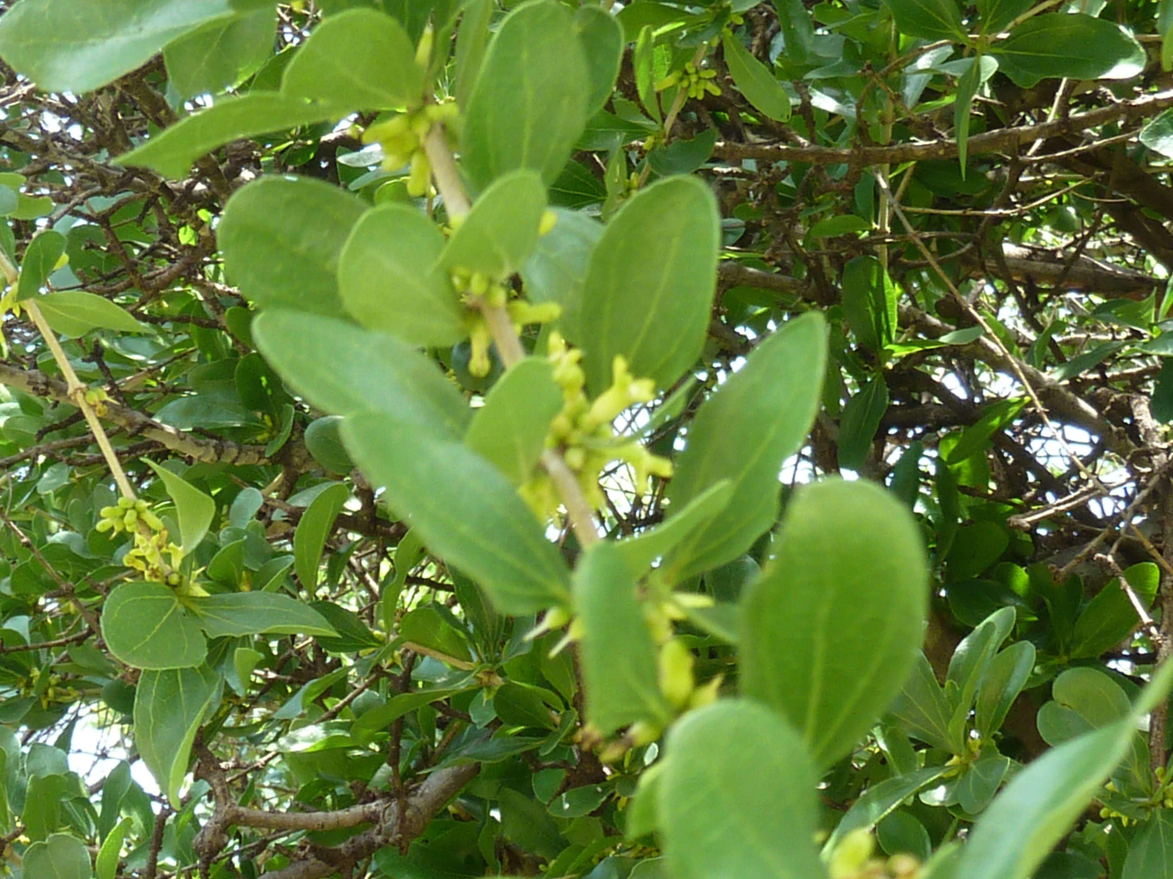 Plancia ëd Strychnos madagascariensis Poir.