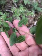 Imagem de Philadelphus texensis S. Y. Hu