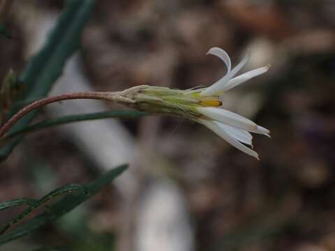 Image of Moth Daisy-bush