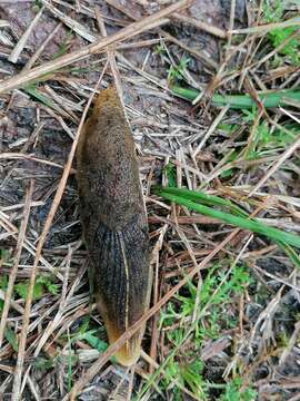 Image of Oopelta nigropunctata Morch 1867