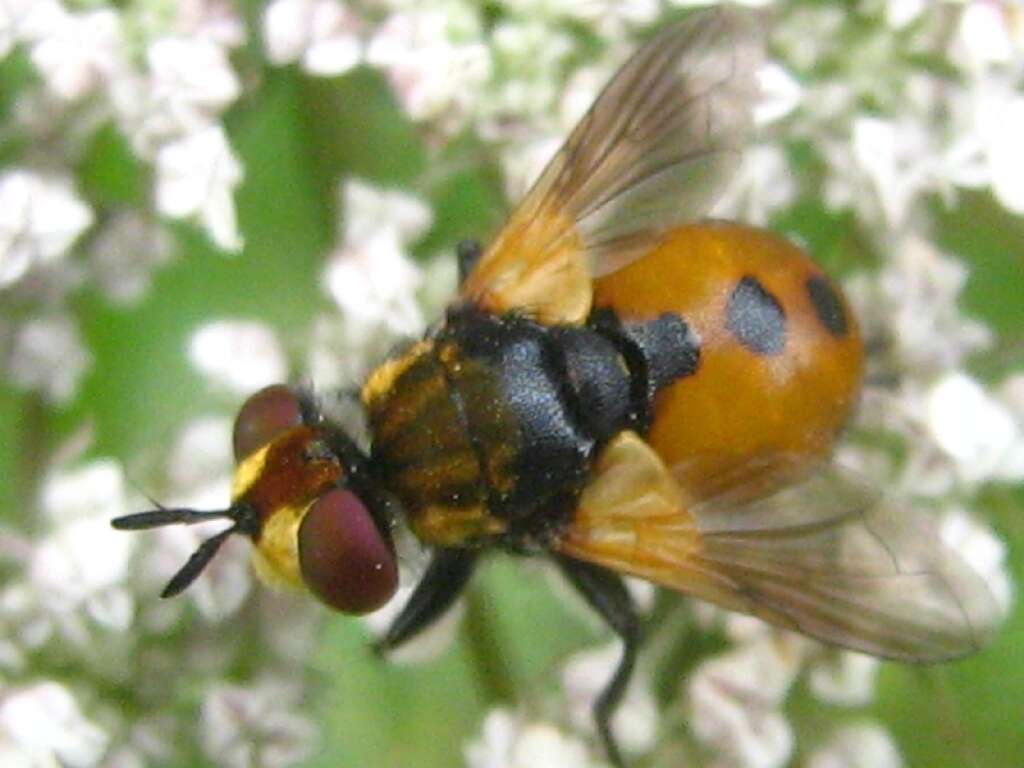 Image of tachinid flies