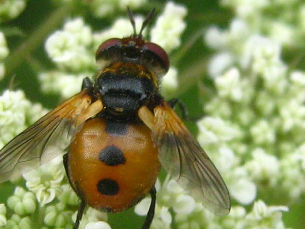 Image of tachinid flies