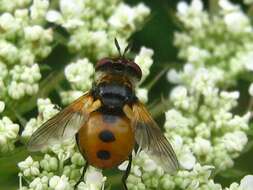 Image of tachinid flies