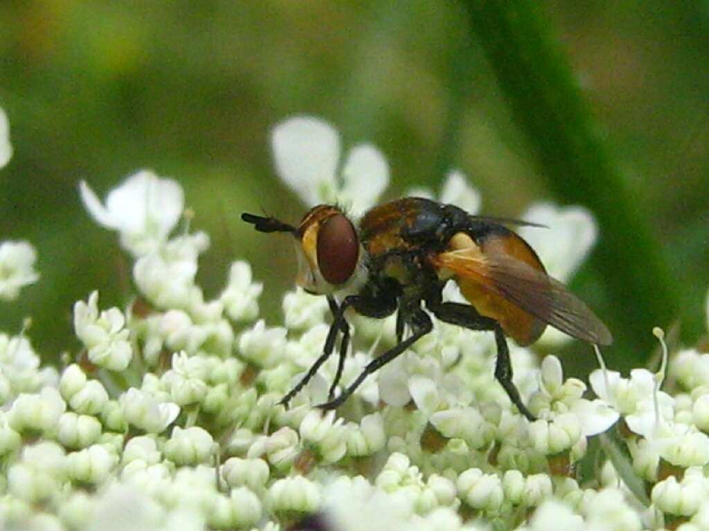 Image of tachinid flies