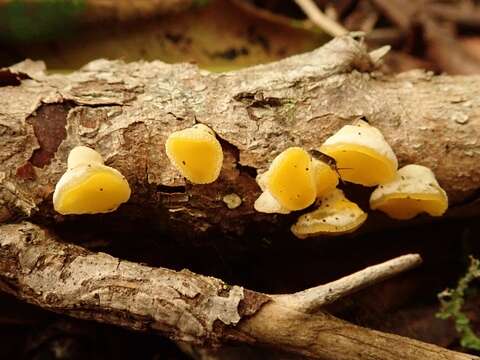 Image of Ditiola peziziformis (Lév.) D. A. Reid 1974