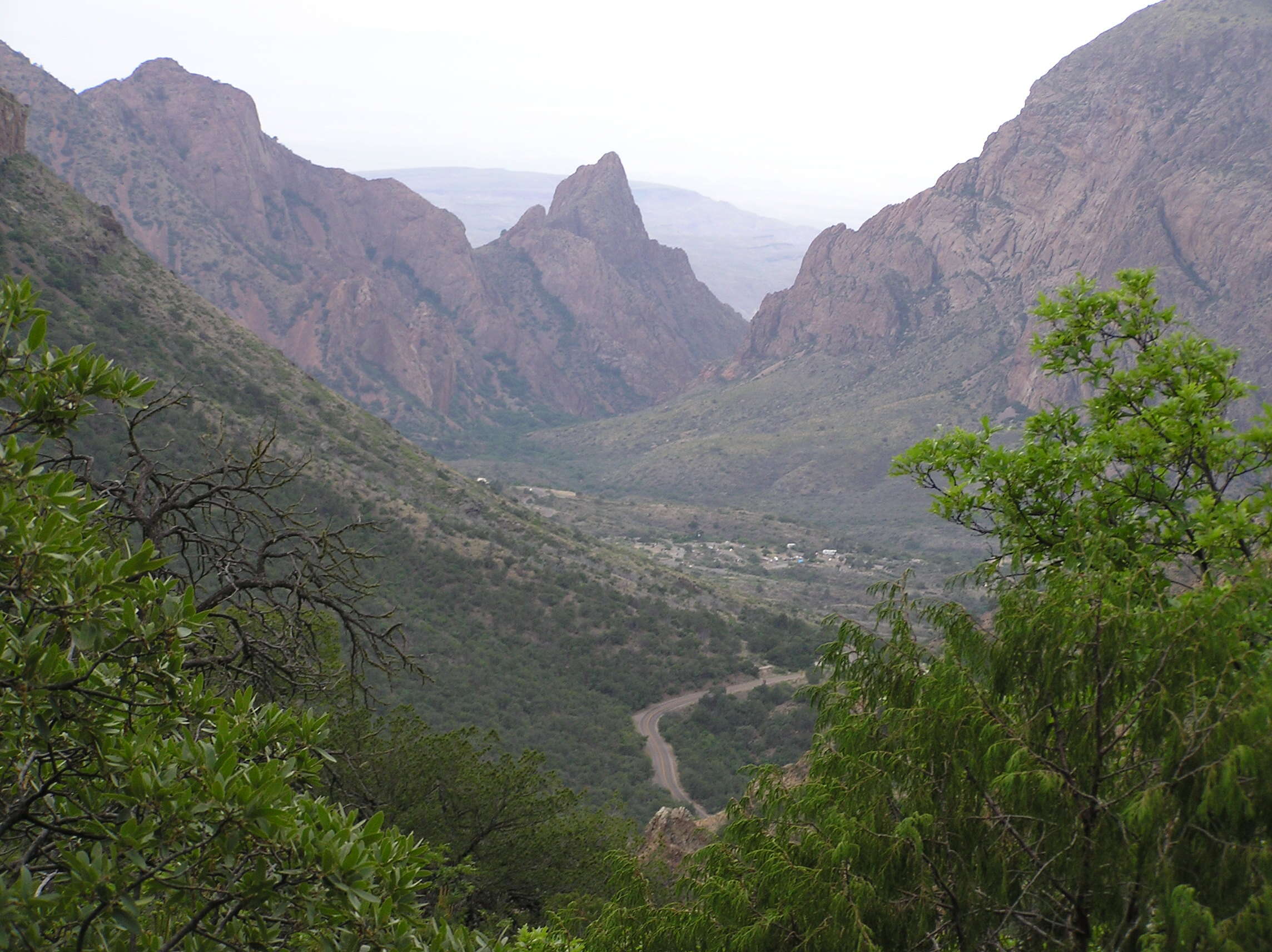 Imagem de Juniperus flaccida Schltdl.