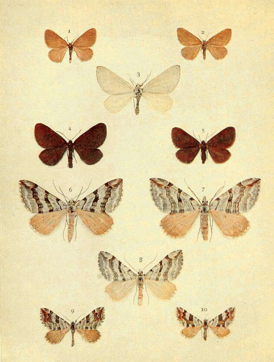 صورة Lithostege griseata Schiffermüller 1775