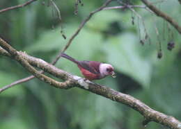 Image of Pink-headed Warbler