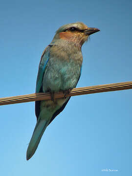 Image de Coracias caudatus lorti Shelley 1885